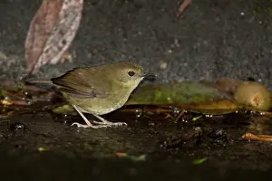 Scrubwrens: Atherton Scrubwren