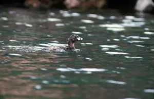 Guatemala: Atitlan Giant Grebe