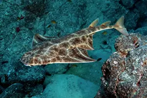 Monkfish: Atlantic angelshark (Squatina squatina) swimming