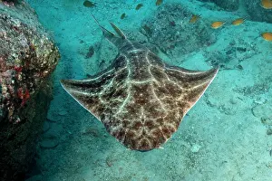 Atlantic angelshark (Squatina squatina) swimming