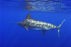 Pelagic: Atlantic blue marlin (Makaira nigricans), Tenerife