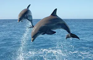Truncatus: Atlantic Bottlenose Dolphin (Tursiops truncatus)
