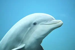 Bottlenose: Atlantic bottlenose dolphin (Tursiops truncatus)