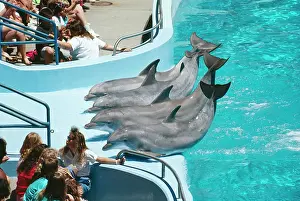 Trained: Atlantic Bottlenosed Dolphin - Trained, performing
