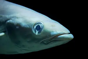 Morhua: Atlantic Cod