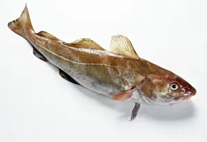 Morhua: Atlantic COD