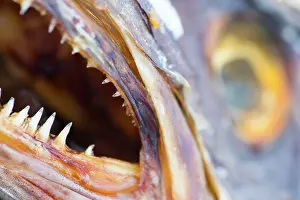 Stockfish: Atlantic Cod