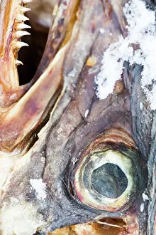 Stockfish: Atlantic Cod