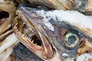 Stockfish: Atlantic Cod