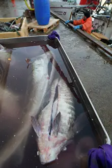 Morhua: Atlantic Cod