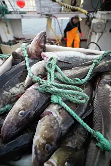 Morhua: Atlantic Cod
