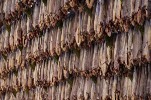 Fishery: Atlantic Cod