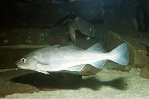 Aquariums: Atlantic COD