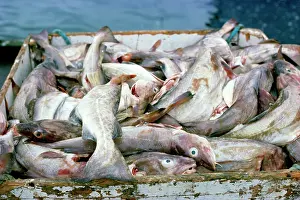Crate: Atlantic Cod - crate full of fish