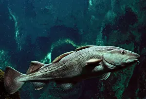 Morhua: Atlantic Cod Fish - Underwater