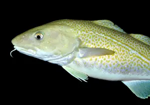 Morhua: Atlantic Cod, north Atlantic