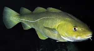 Morhua: Atlantic Cod, north Atlantic