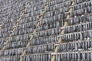 Rack: Atlantic Cod - Stockfish on drying flake - Lofoten, Norway