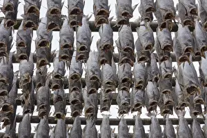 Rack: Atlantic Cod - Stockfish on drying flake - Lofoten, Norway