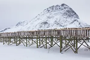 Rack: Atlantic Cod - Stockfish on drying flake - Lofoten, Norway