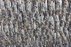 Rack: Atlantic Cod - Stockfish on drying flake - Lofoten, Norway