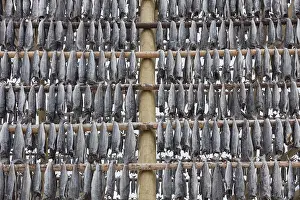Rack: Atlantic Cod - Stockfish on drying flake - Lofoten, Norway