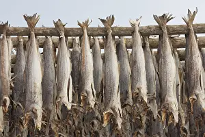 Rack: Atlantic Cod - Stockfish on drying flake - Lofoten, Norway