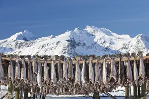 Rack: Atlantic Cod - Stockfish on drying flake - Lofoten, Norway