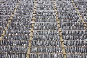 200617: Atlantic Cod - Stockfish on drying flake - Lofoten, Norway
