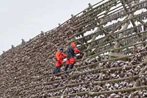 200617: Atlantic Cod - Stockfish on drying flake - Lofoten, Norway