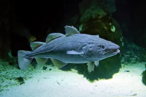 Hanseatic: Atlantic codfish (Gadus morhua) in the Ozeaneum
