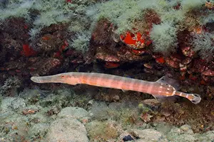 Canary: Atlantic cornetfish (Aulostomus strigosus), Pasito