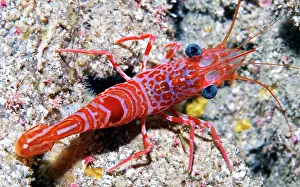 Cinetorhynchus: Atlantic dancing shrimp (Cinetorhynchus rigens)
