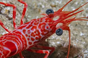 Cinetorhynchus: Atlantic dancing shrimp (Cinetorhynchus rigens)
