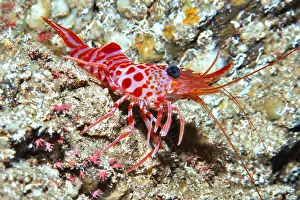 Cinetorhynchus: Atlantic dancing shrimp (Cinetorhynchus rigens)