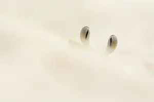 Ghost: Atlantic ghost crab