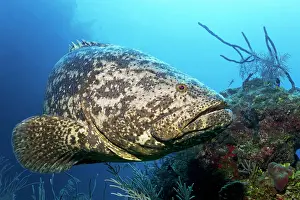 Goliath: Atlantic goliath grouper (Epinephelus itajara) or