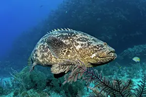 Goliath: Atlantic goliath grouper (Epinephelus itajara) or