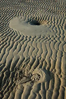 Limulus: Atlantic horseshoe crab and, the crabs are coming asho