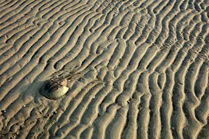 Limulus: Atlantic horseshoe crab and, the crabs are coming ashor