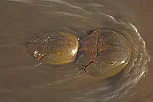 Coming: Atlantic Horseshoe Crab - coming ashore to breed