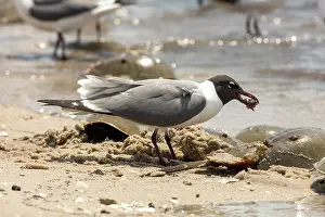Limulus: atlantic horseshoe crab and laughing gull (leucophaeus