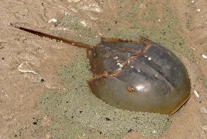 Limulus: Atlantic Horseshoe Crab - laying eggs