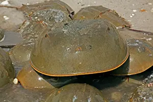 Limulus: Atlantic Horseshoe Crab marine chelicerate