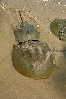 Limulus: Atlantic Horseshoe Crab marine chelicerate