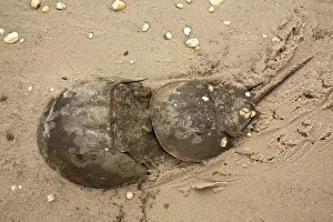 Limulus: Atlantic Horseshoe Crab marine chelicerate