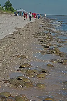 Limulus: Atlantic Horseshoe Crab marine chelicerate