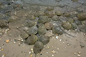 Limulus: Atlantic Horseshoe Crab marine chelicerate