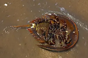 Limulus: Atlantic Horseshoe Crab marine chelicerate arthropod