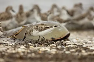 Pusilla: Atlantic horseshoe crab and semipalmated sandpipers, th